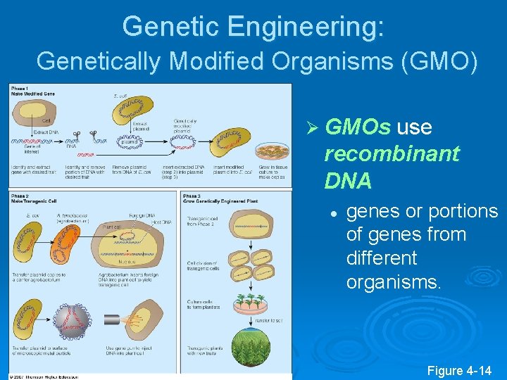 Genetic Engineering: Genetically Modified Organisms (GMO) Ø GMOs use recombinant DNA l genes or