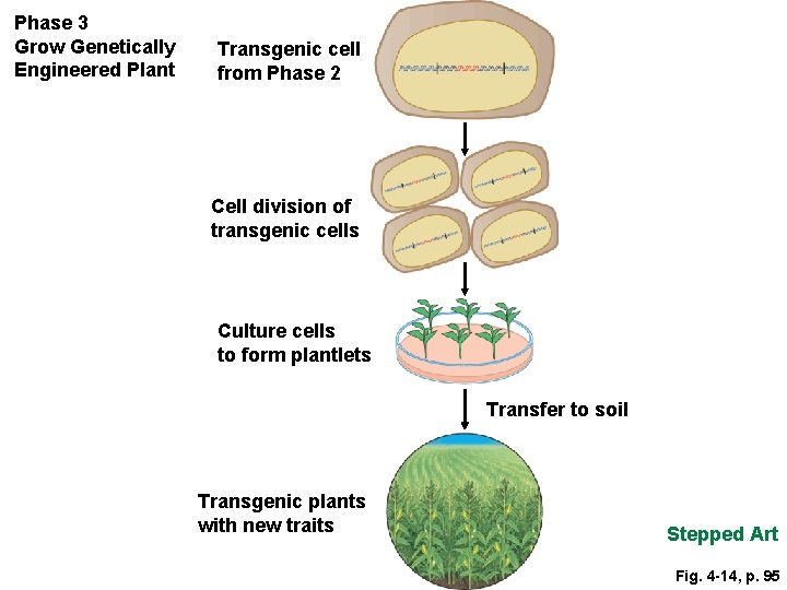 Phase 3 Grow Genetically Engineered Plant Transgenic cell from Phase 2 Cell division of