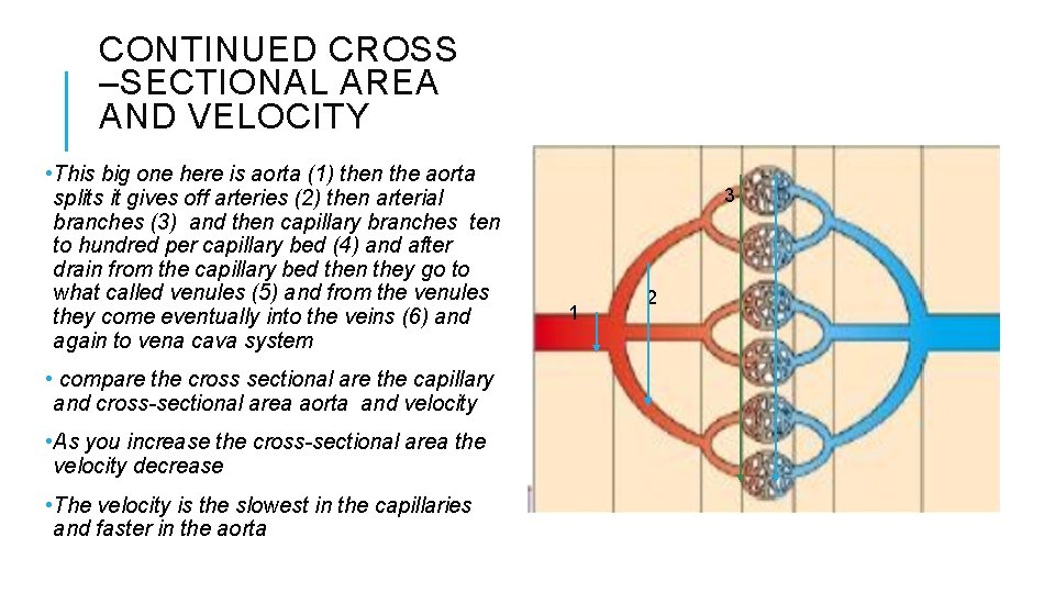 CONTINUED CROSS –SECTIONAL AREA AND VELOCITY • This big one here is aorta (1)