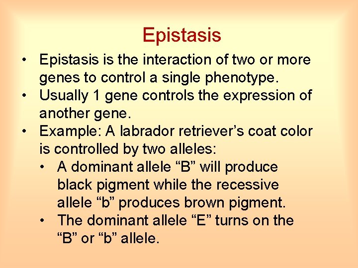 Epistasis • Epistasis is the interaction of two or more genes to control a