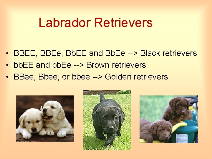 Labrador Retrievers • BBEE, BBEe, Bb. EE and Bb. Ee --> Black retrievers •