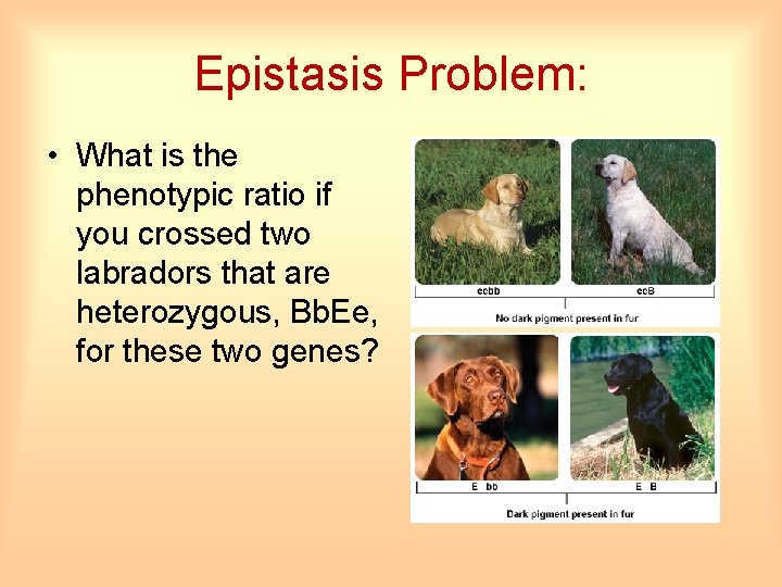 Epistasis Problem: • What is the phenotypic ratio if you crossed two labradors that
