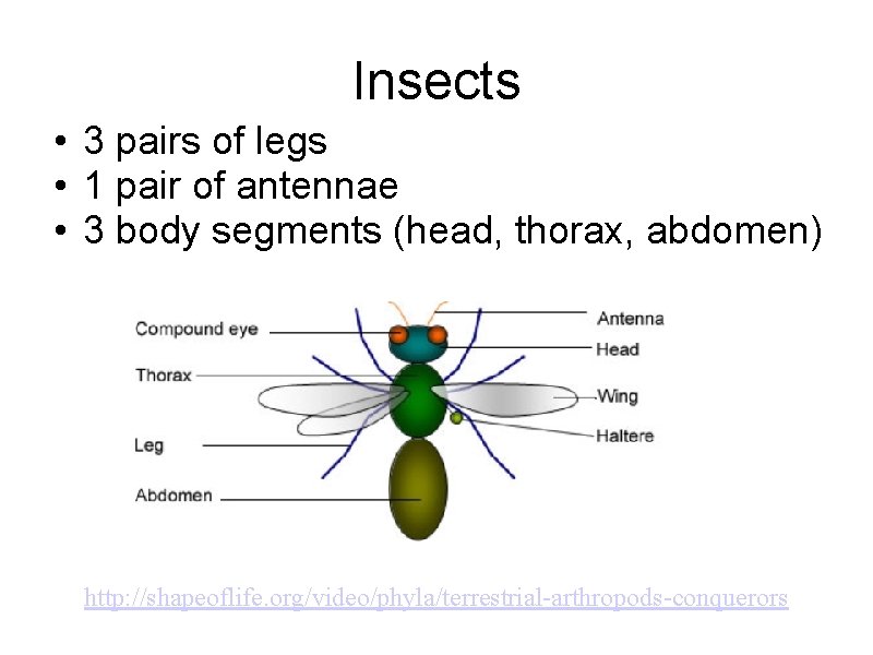 Insects • 3 pairs of legs • 1 pair of antennae • 3 body