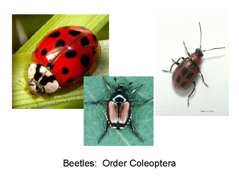 Beetles: Order Coleoptera 
