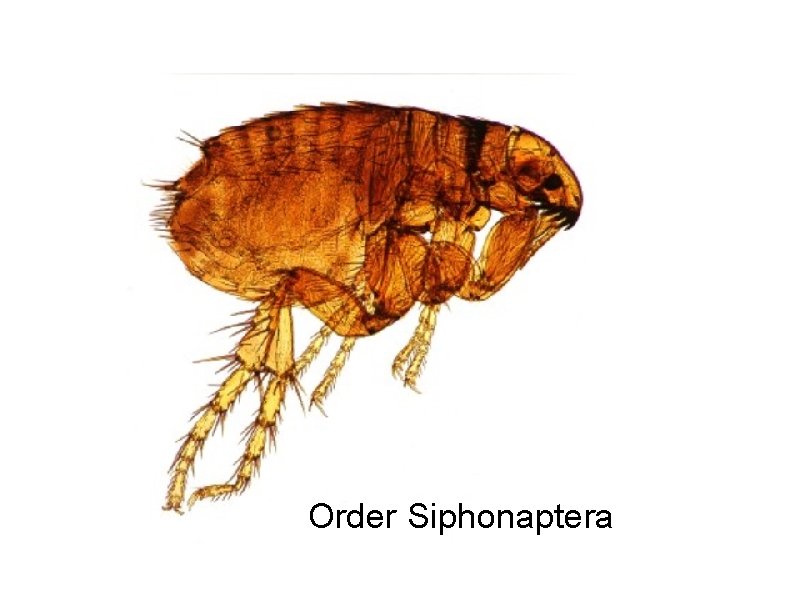 Order Siphonaptera 