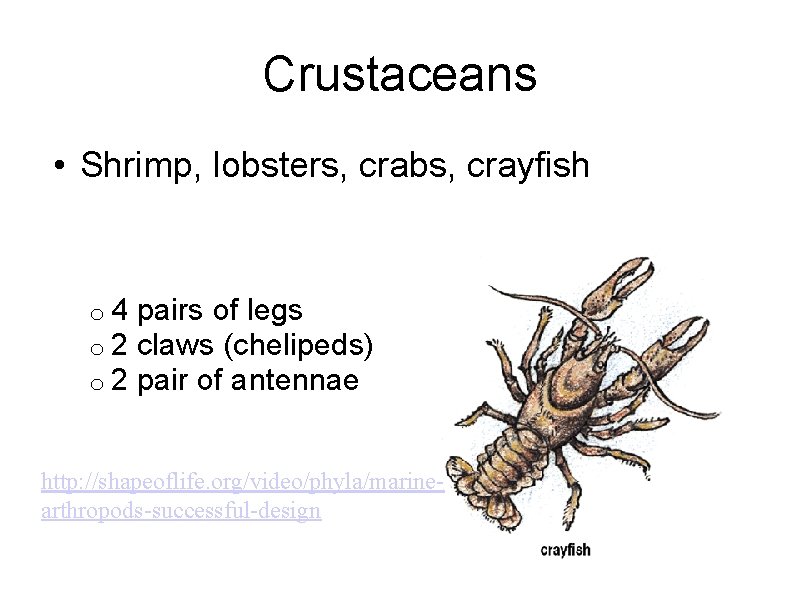 Crustaceans • Shrimp, lobsters, crabs, crayfish o 4 o 2 pairs of legs claws