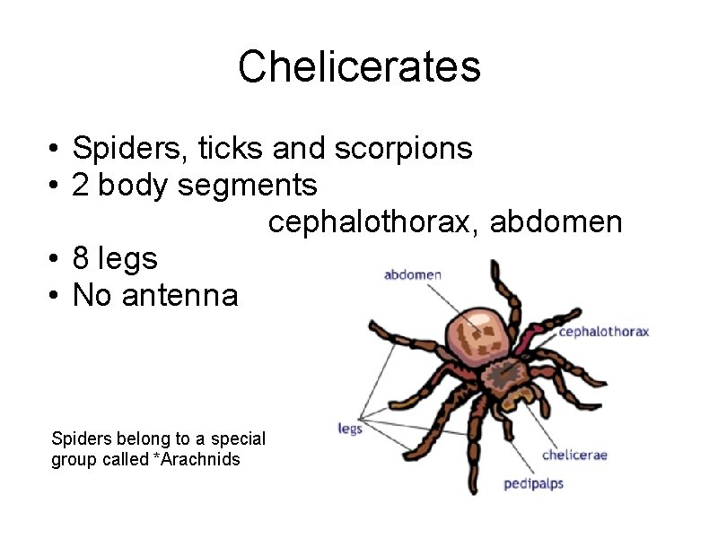 Chelicerates • Spiders, ticks and scorpions • 2 body segments cephalothorax, abdomen • 8