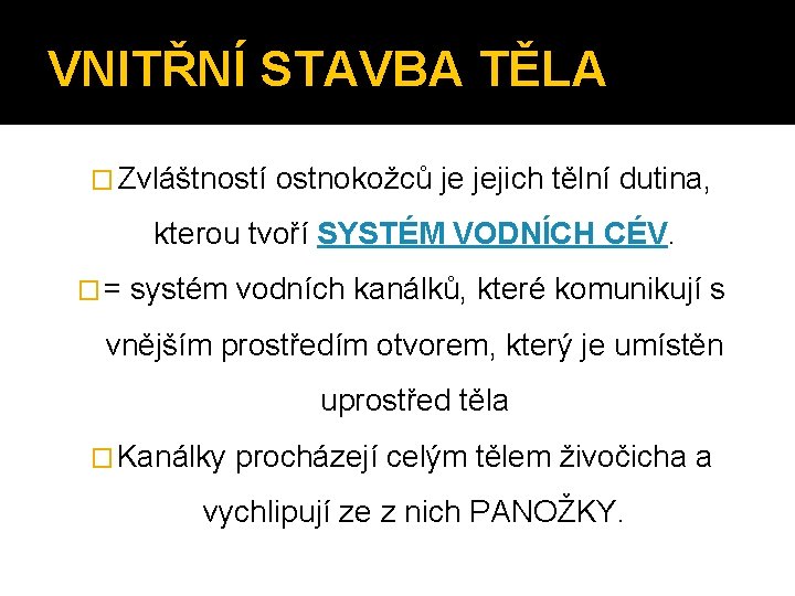 VNITŘNÍ STAVBA TĚLA � Zvláštností ostnokožců je jejich tělní dutina, kterou tvoří SYSTÉM VODNÍCH