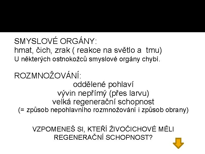 SMYSLOVÉ ORGÁNY: hmat, čich, zrak ( reakce na světlo a tmu) U některých ostnokožců