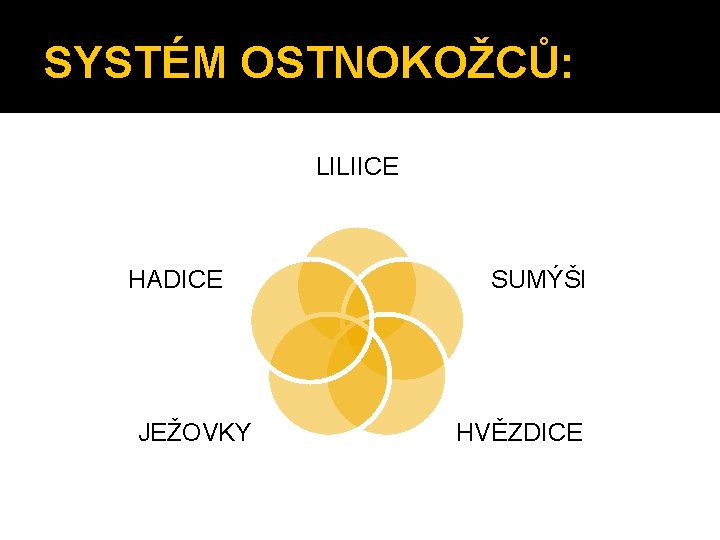 SYSTÉM OSTNOKOŽCŮ: LILIICE HADICE JEŽOVKY SUMÝŠI HVĚZDICE 