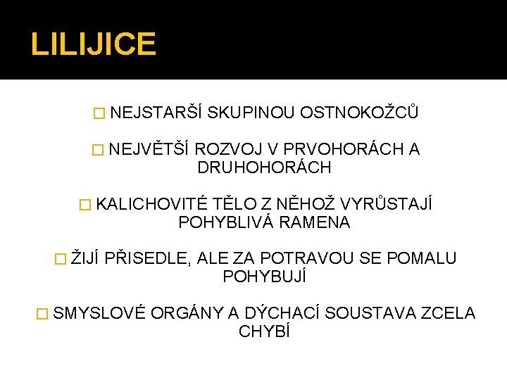 LILIJICE � NEJSTARŠÍ � NEJVĚTŠÍ SKUPINOU OSTNOKOŽCŮ ROZVOJ V PRVOHORÁCH A DRUHOHORÁCH � KALICHOVITÉ