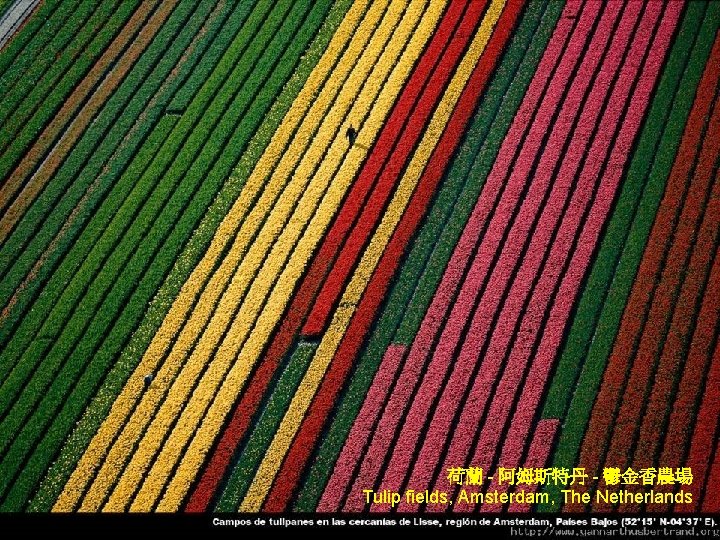 荷蘭 - 阿姆斯特丹 - 鬱金香農場 Tulip fields, Amsterdam, The Netherlands 