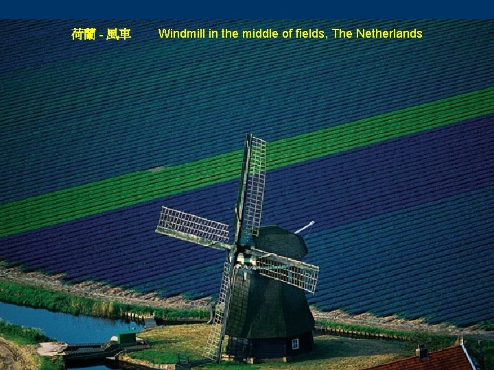 荷蘭 - 風車 Windmill in the middle of fields, The Netherlands 