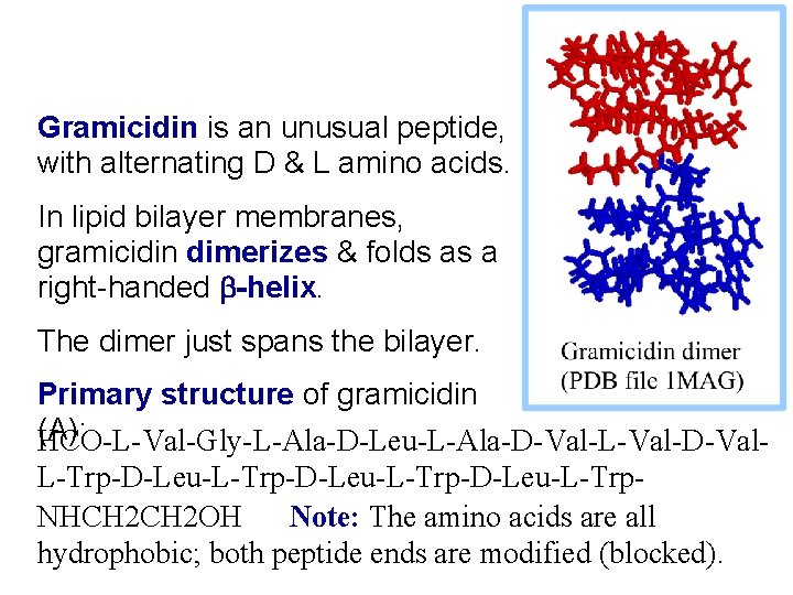 Gramicidin is an unusual peptide, with alternating D & L amino acids. In lipid