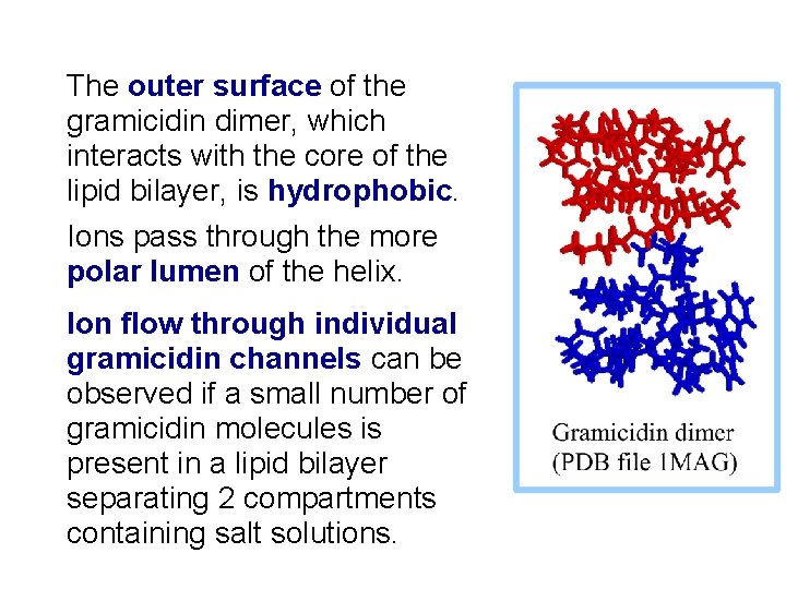 The outer surface of the gramicidin dimer, which interacts with the core of the
