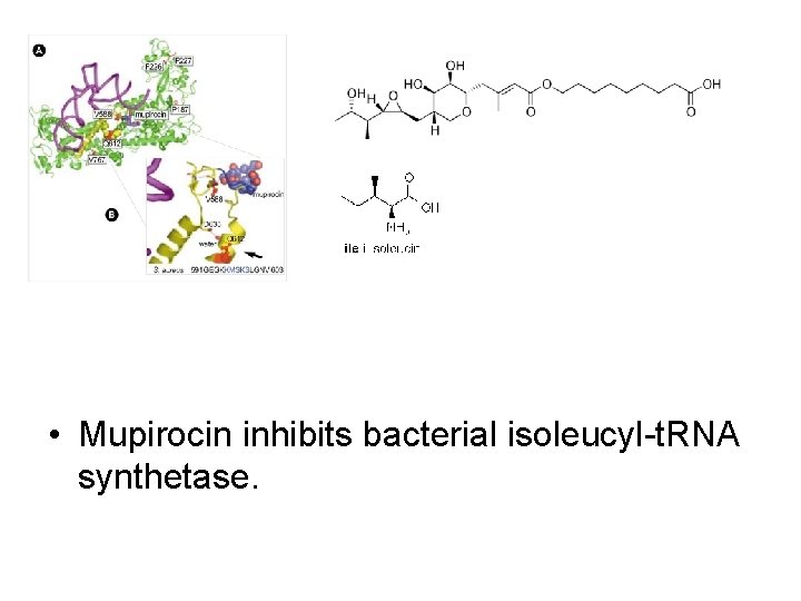  • Mupirocin inhibits bacterial isoleucyl-t. RNA synthetase. 