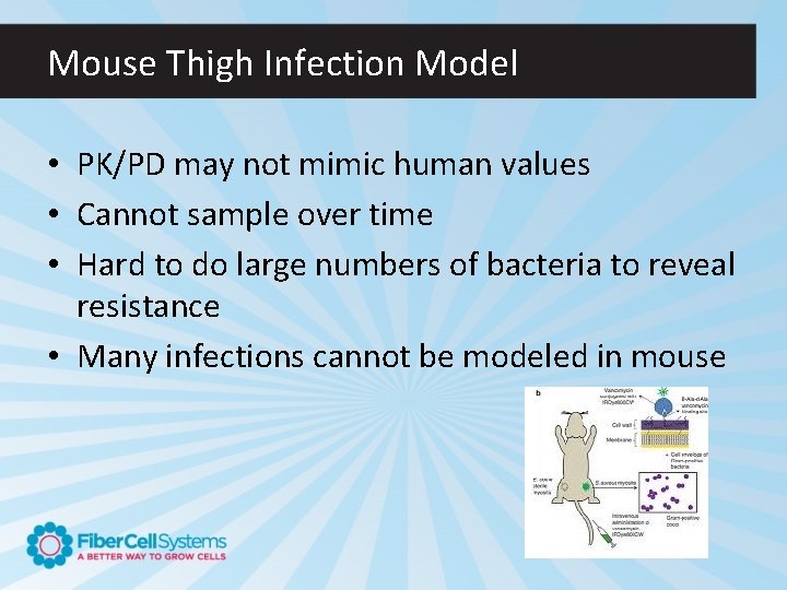 Mouse Thigh Infection Model • PK/PD may not mimic human values • Cannot sample