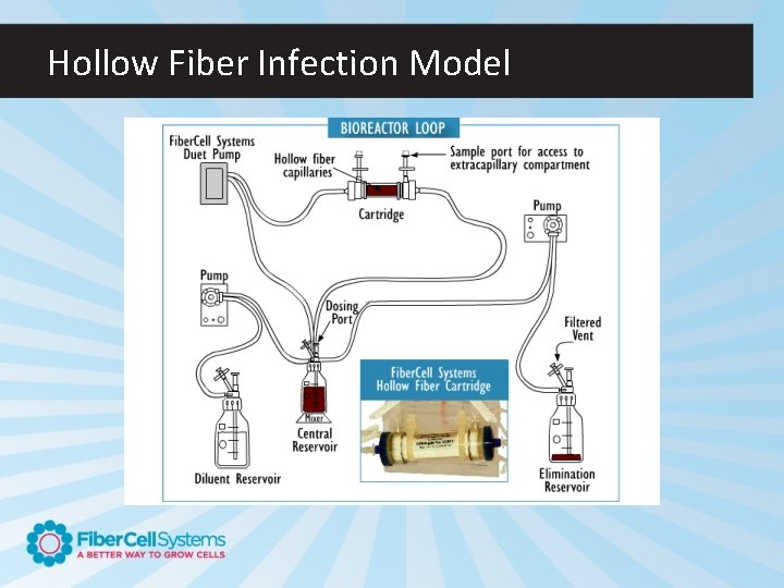 Hollow Fiber Infection Model 