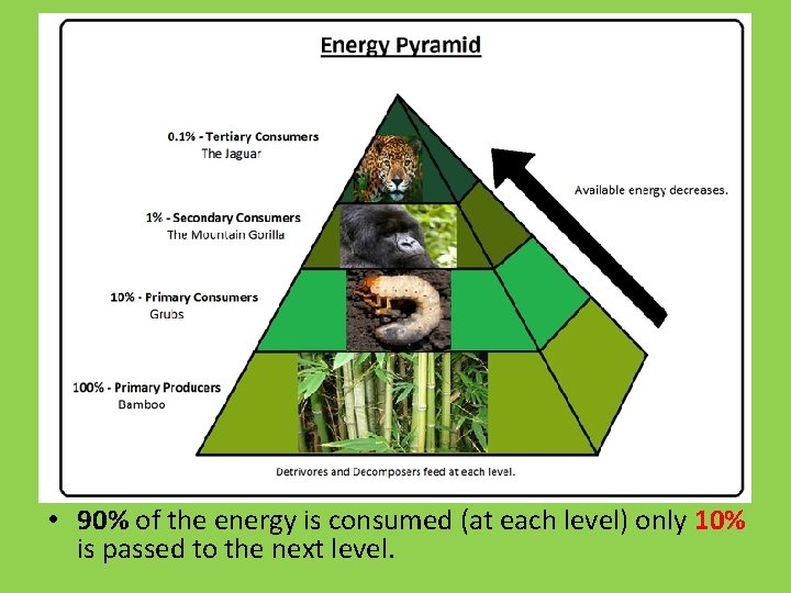  • 90% of the energy is consumed (at each level) only 10% is