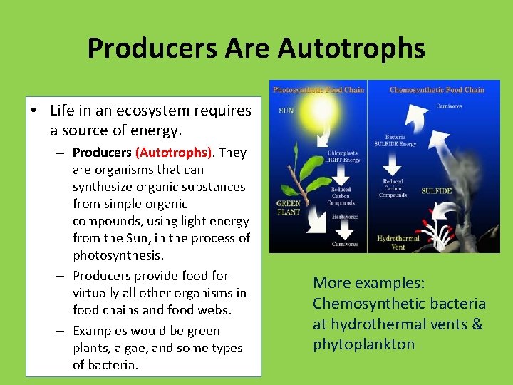 Producers Are Autotrophs • Life in an ecosystem requires a source of energy. –