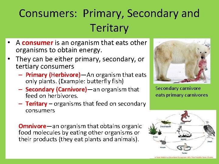Consumers: Primary, Secondary and Teritary • A consumer is an organism that eats other
