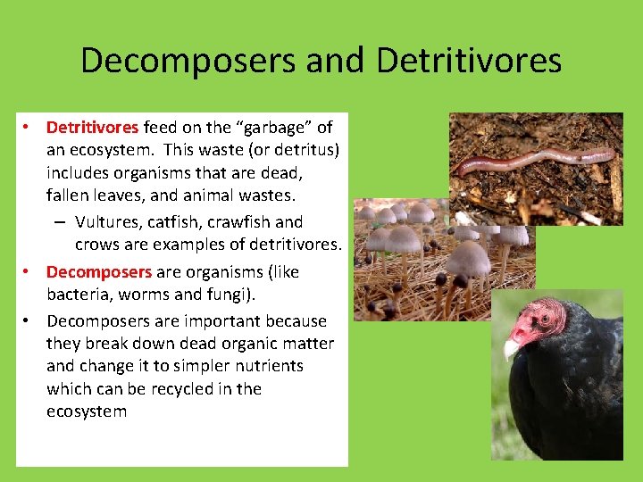 Decomposers and Detritivores • Detritivores feed on the “garbage” of an ecosystem. This waste