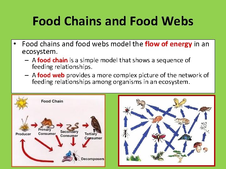 Food Chains and Food Webs • Food chains and food webs model the flow