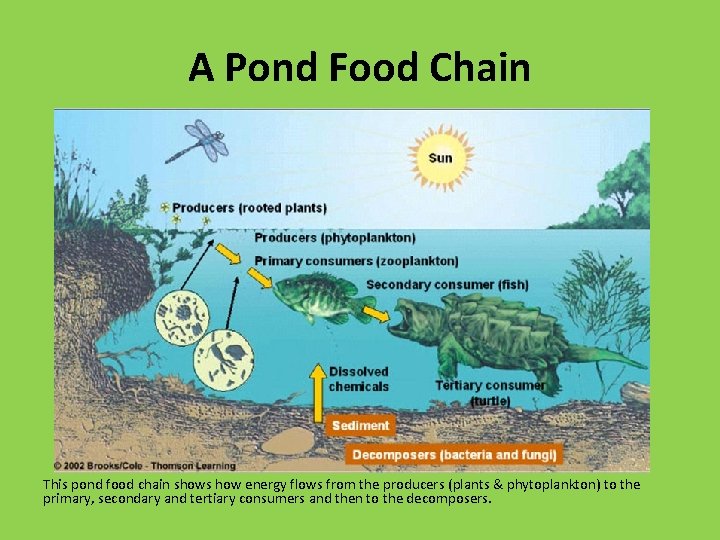 A Pond Food Chain This pond food chain shows how energy flows from the