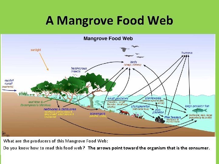 A Mangrove Food Web What are the producers of this Mangrove Food Web: Do