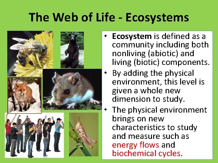 The Web of Life - Ecosystems • Ecosystem is defined as a community including