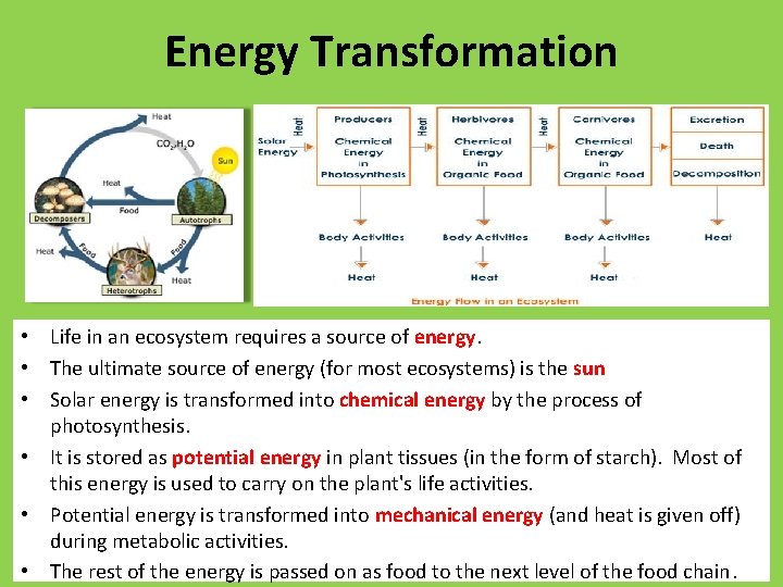 Energy Transformation • Life in an ecosystem requires a source of energy. • The