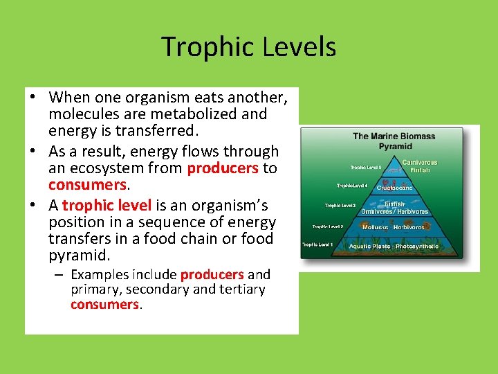 Trophic Levels • When one organism eats another, molecules are metabolized and energy is