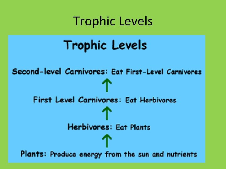 Trophic Levels 