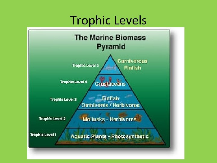 Trophic Levels 