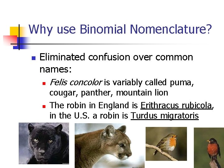 Why use Binomial Nomenclature? n Eliminated confusion over common names: n n Felis concolor