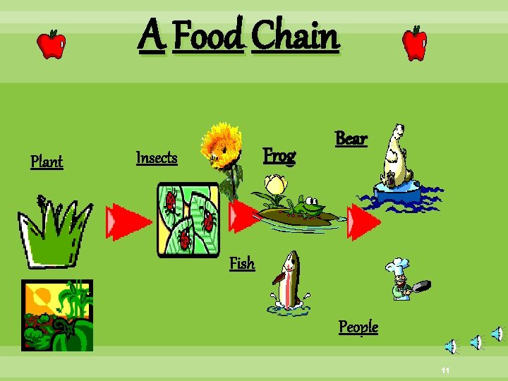 A Food Chain Plant Frog Insects Bear Fish People 11 