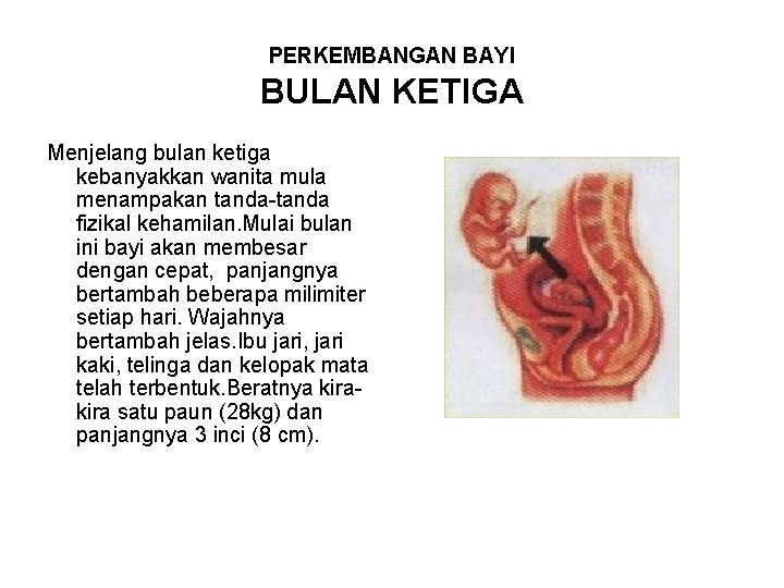 PERKEMBANGAN BAYI BULAN KETIGA Menjelang bulan ketiga kebanyakkan wanita mula menampakan tanda-tanda fizikal kehamilan.