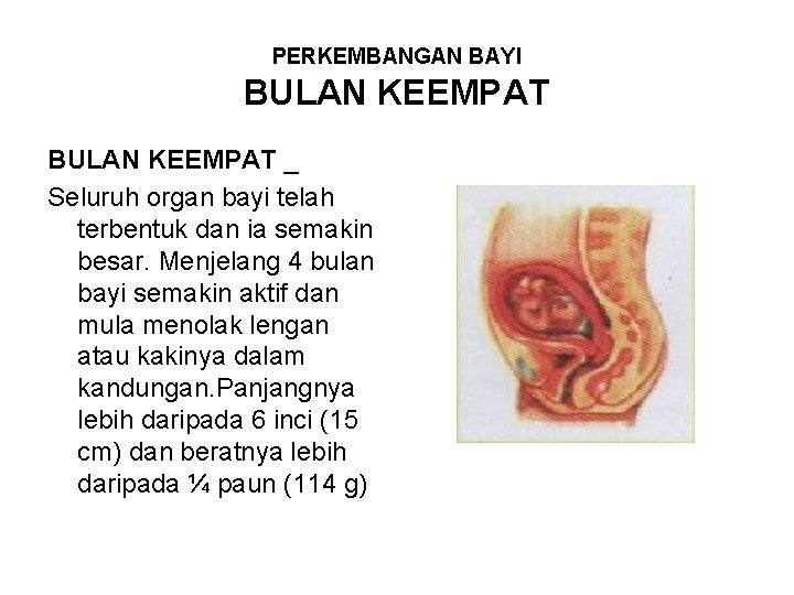 PERKEMBANGAN BAYI BULAN KEEMPAT _ Seluruh organ bayi telah terbentuk dan ia semakin besar.