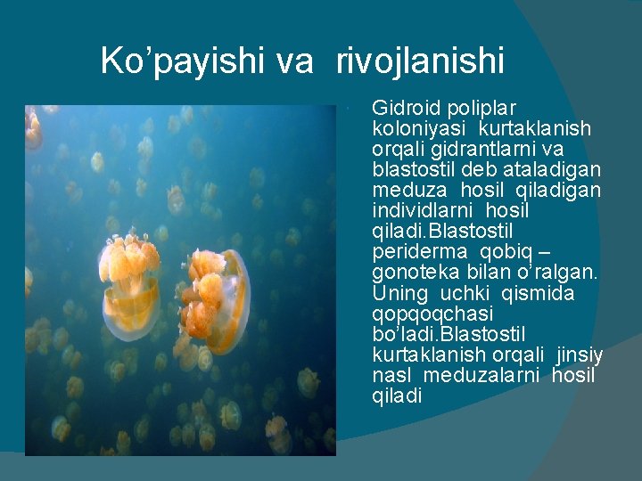 Ko’payishi va rivojlanishi Gidroid poliplar koloniyasi kurtaklanish orqali gidrantlarni va blastostil deb ataladigan meduza