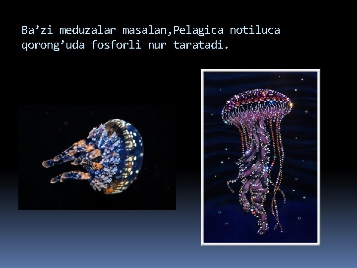 Ba’zi meduzalar masalan, Pelagica notiluca qorong’uda fosforli nur taratadi. 