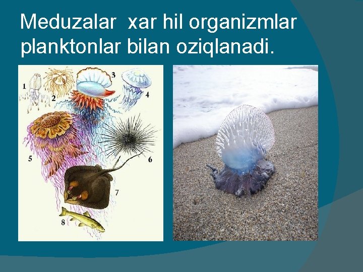 Meduzalar xar hil organizmlar planktonlar bilan oziqlanadi. 