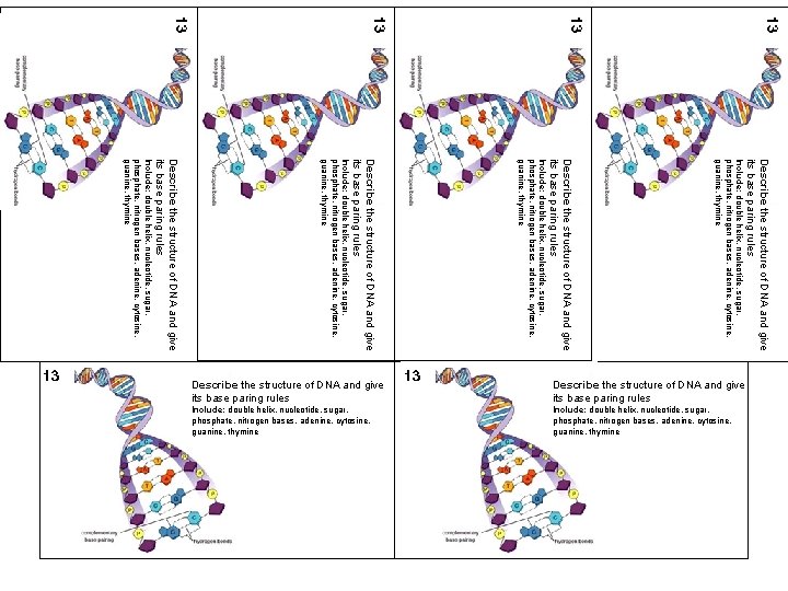 Describe the structure of DNA and give its base paring rules Include: double helix,