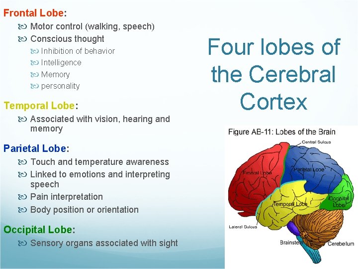 Frontal Lobe: Motor control (walking, speech) Conscious thought Inhibition of behavior Intelligence Memory personality