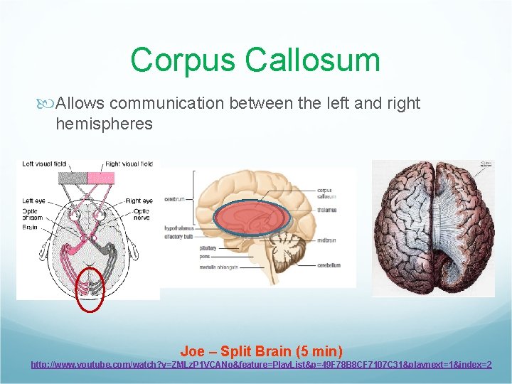 Corpus Callosum Allows communication between the left and right hemispheres Joe – Split Brain