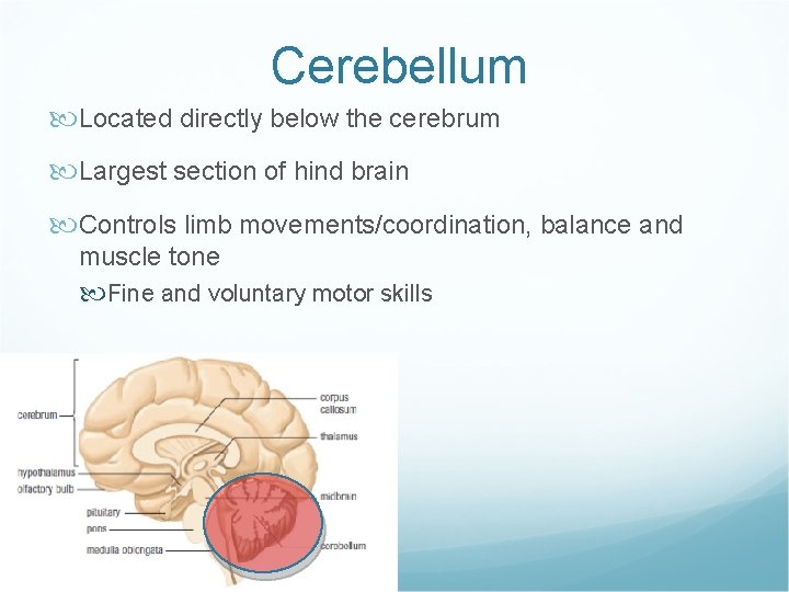 Cerebellum Located directly below the cerebrum Largest section of hind brain Controls limb movements/coordination,