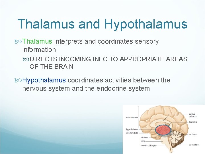 Thalamus and Hypothalamus Thalamus interprets and coordinates sensory information DIRECTS INCOMING INFO TO APPROPRIATE