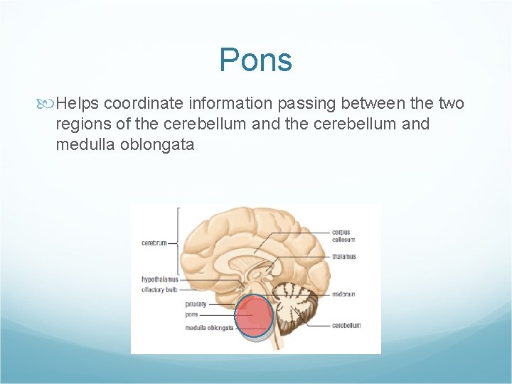 Pons Helps coordinate information passing between the two regions of the cerebellum and medulla