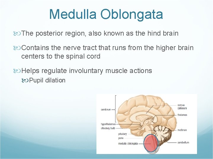 Medulla Oblongata The posterior region, also known as the hind brain Contains the nerve
