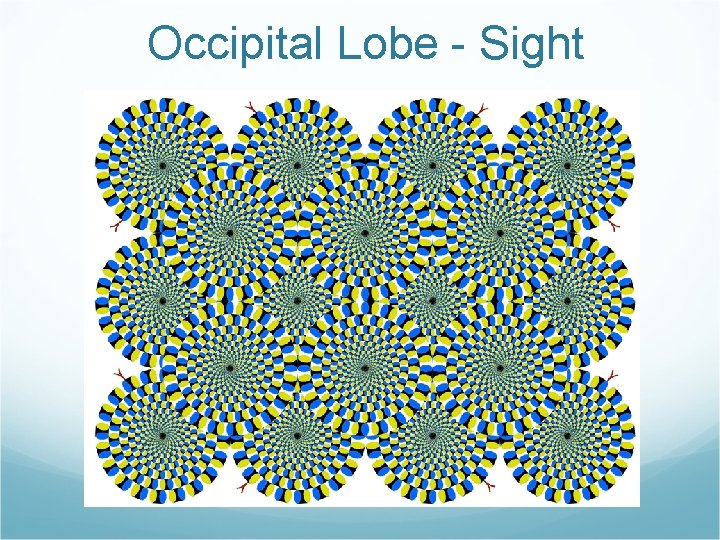 Occipital Lobe - Sight 