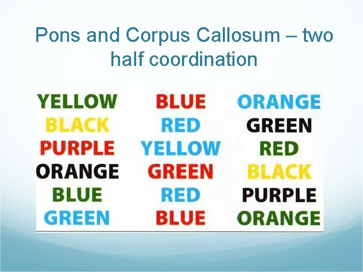 Pons and Corpus Callosum – two half coordination 